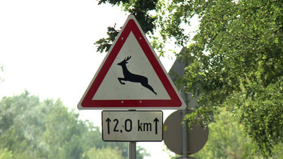 Vad veszely kozut