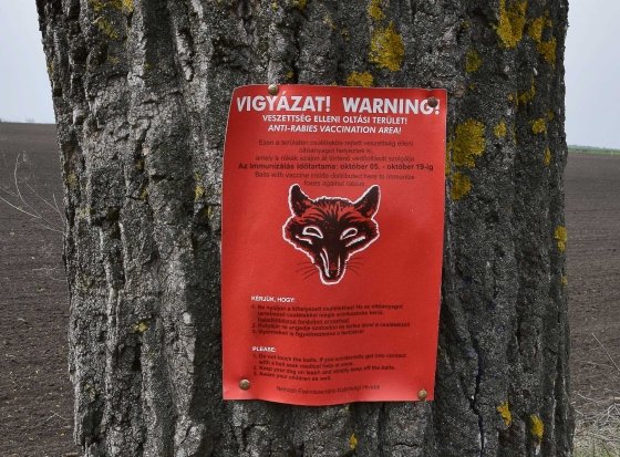 ebzárlat, kutya, vakcinázás, Füzesabony