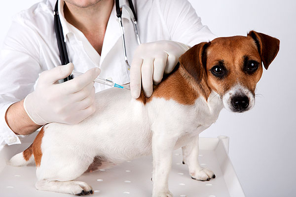 Dog vaccinations