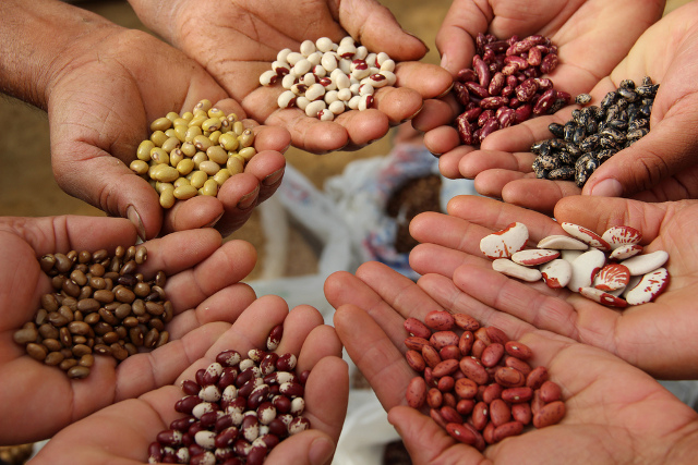 Seeds
