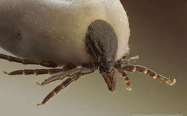 Ixodus ricinus 5x 640x400