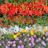 Flower garden 1426147 960