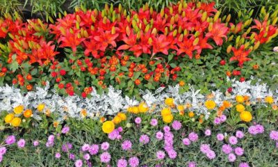 Flower garden 1426147 960
