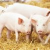 Two young piglet on hay and straw at pig breeding farm