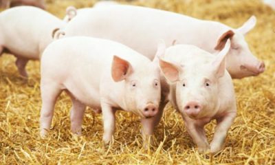 Two young piglet on hay and straw at pig breeding farm