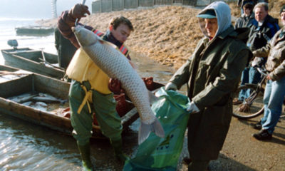 Tisza cianid