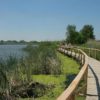 Tisza tĂł