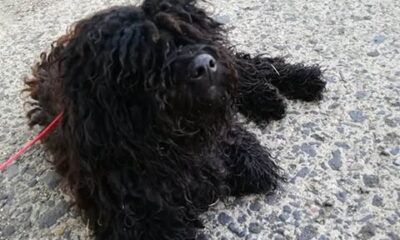Puli