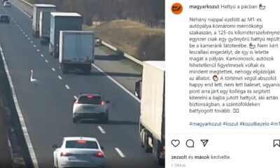 Hattyú