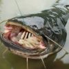 Big one catfish on river