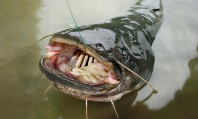 Big one catfish on river