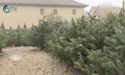 Fenyőfa vásár00000000