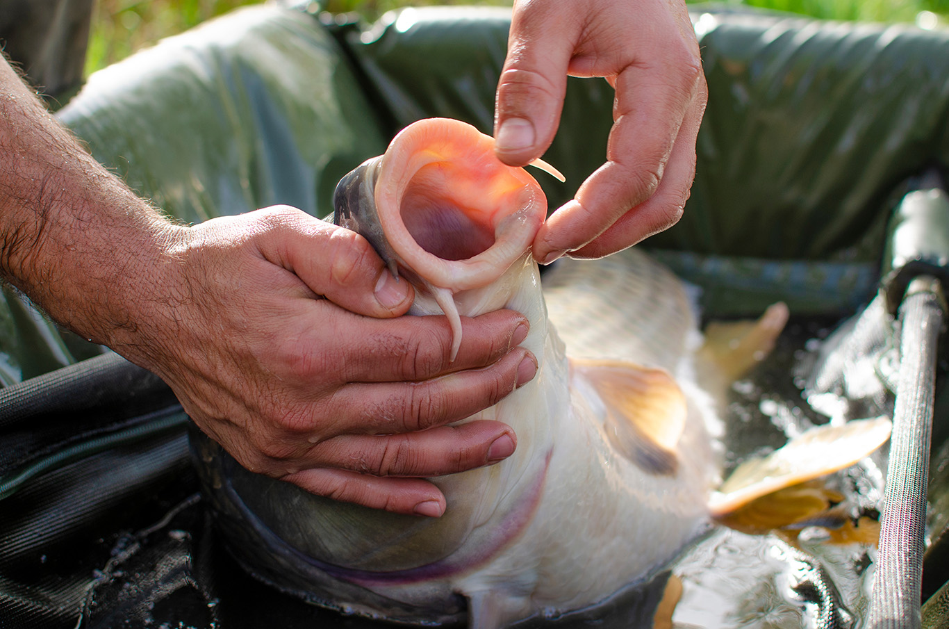 Beautyful healthy big carp never catched before