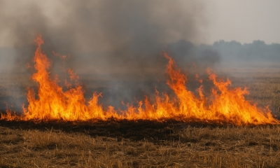 Tűzgyújtási tilalom